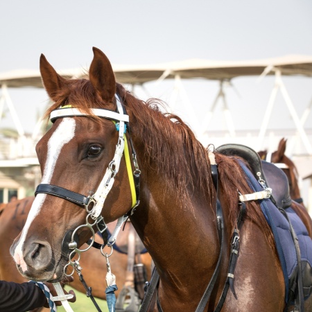 Picture for category Endurance Bridles