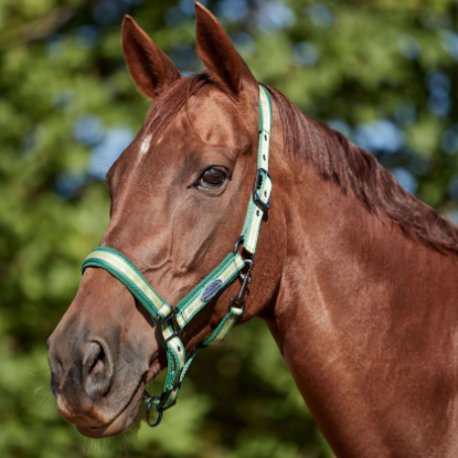 Picture of WEATHERBEETA COORDINATE HEADCOLLAR
