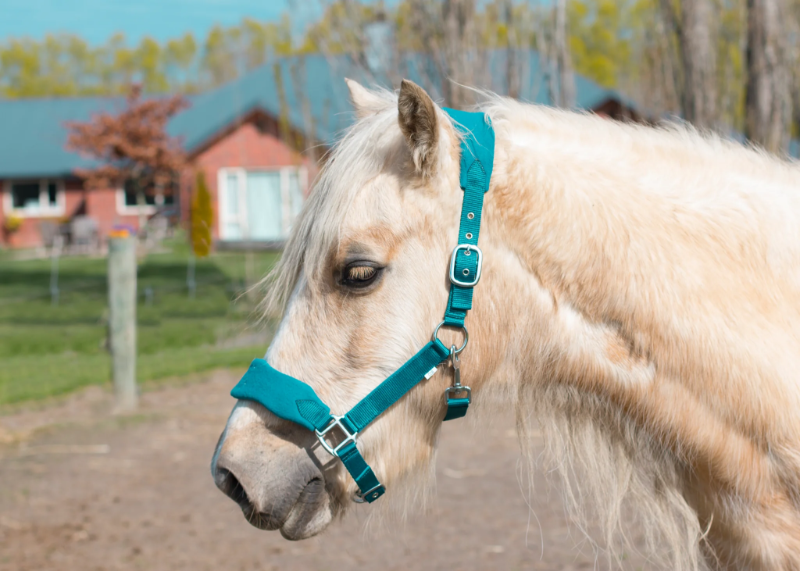 Picture of Signature Fleece Halters. Punk Ponies