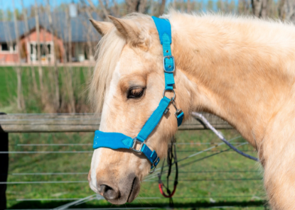 Picture of Signature Fleece Halters. Punk Ponies