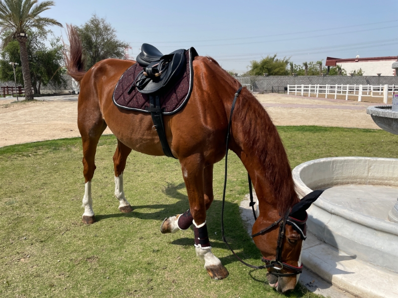 Picture of Burgundy Glitter GP Set Punk Ponies